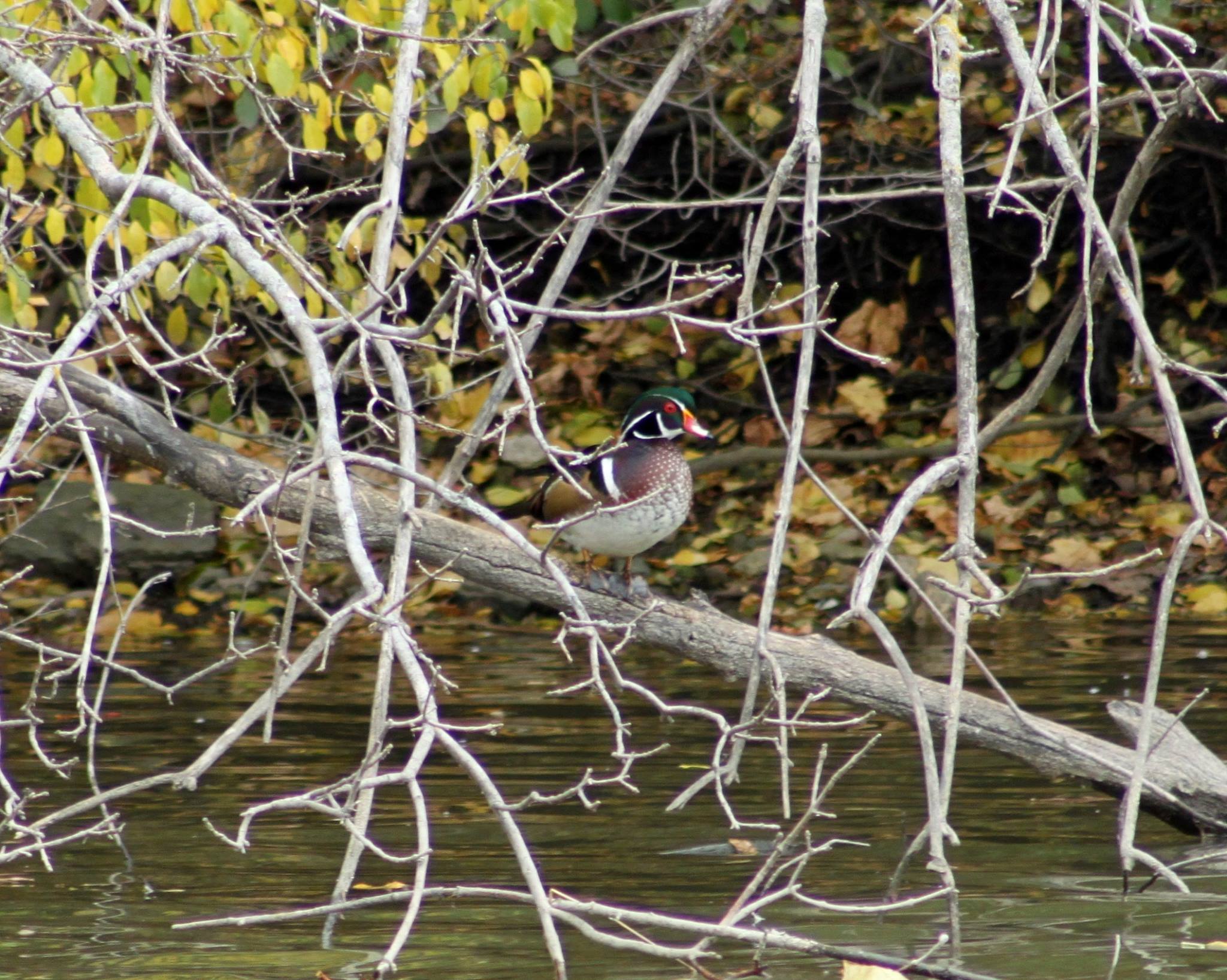 Male Wood duck at Island Park - Dave Soderstrom